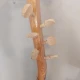 Oyma  Cura 4