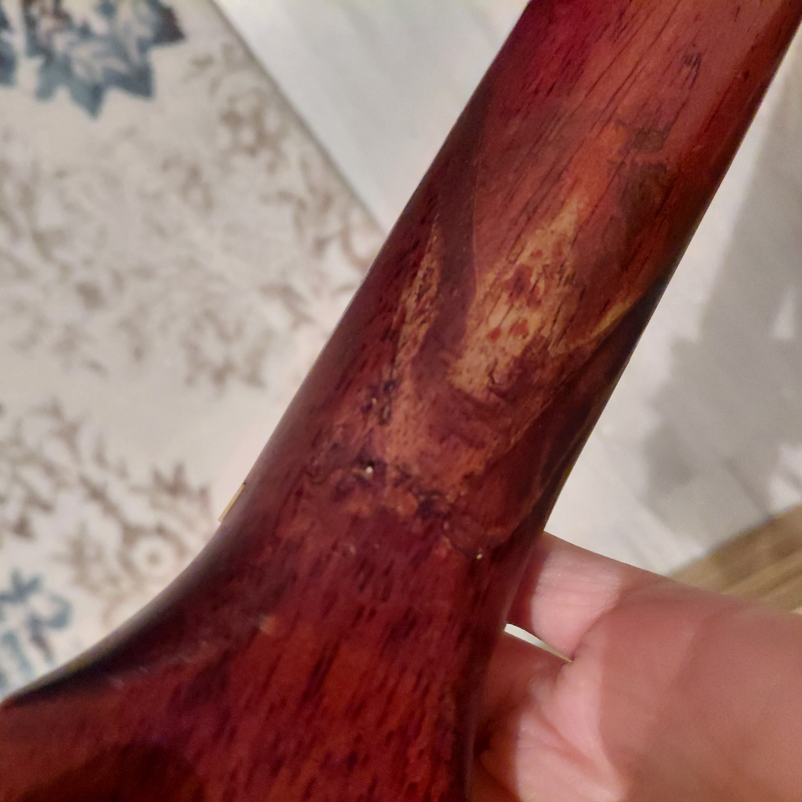 cort ad810op akustik gitar 5